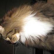 Maine Coon Enzo 