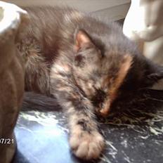 Huskat ronja (Forladt os)