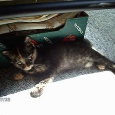 Huskat ronja (Forladt os)