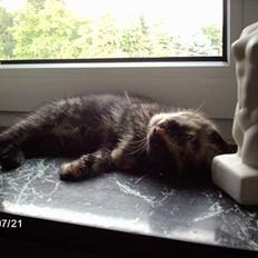 Huskat ronja (Forladt os)