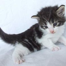 Norsk Skovkat Dannebro's Egon Olsen