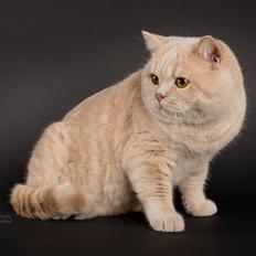 British Shorthair Zeus