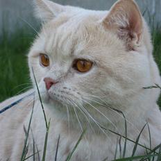 British Shorthair Zeus