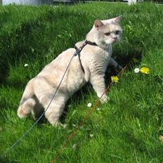 British Shorthair Zeus