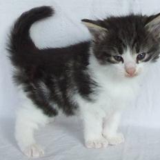 Norsk Skovkat Dannebro's Egon Olsen