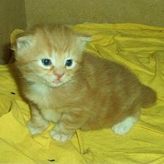 Norsk Skovkat Rudy DØD