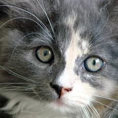 Blanding af racer Musse