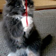 Blanding af racer Musse