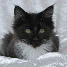 Maine Coon DK Azizam´s Vitani