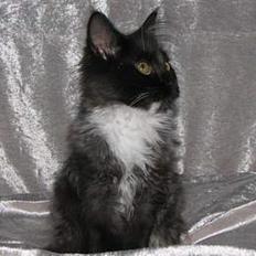 Maine Coon DK Azizam´s Vitani