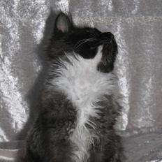 Maine Coon DK Azizam´s Vitani