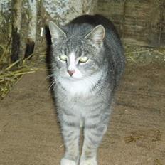 Blanding af racer Stribe