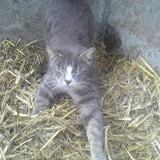 Blanding af racer Stribe