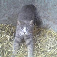 Blanding af racer Stribe