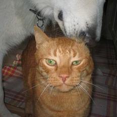 Blanding af racer Indy-  Himmelkat