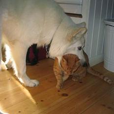 Blanding af racer Indy-  Himmelkat