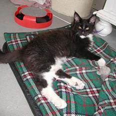 Maine Coon DK Cleopracoon's Valentin