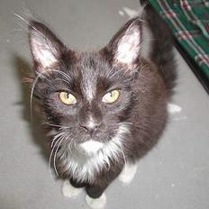 Maine Coon DK Cleopracoon's Valentin