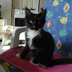 Maine Coon DK Cleopracoon's Valentin