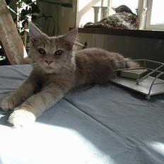 Maine Coon DK Cleopracoon's Aramis