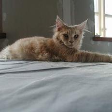 Maine Coon DK Cleopracoon's Aramis