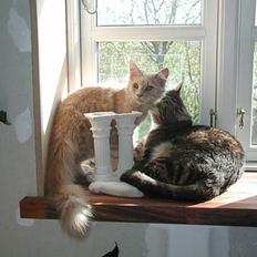 Maine Coon DK Cleopracoon's Aramis