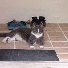 Blanding af racer Laban