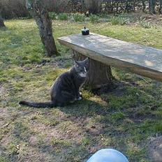 Blanding af racer Laban