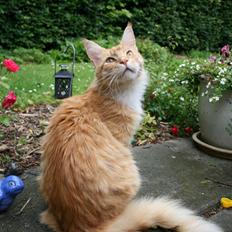 Maine Coon Kicki - Rest in love