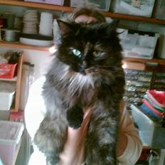 Blanding af racer Tulle (forsvundet)