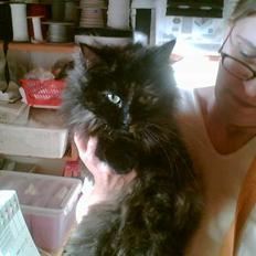 Blanding af racer Tulle (forsvundet)