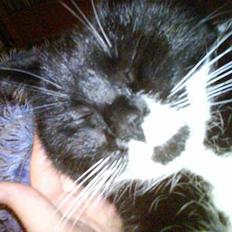 Huskat Spongi Jensen