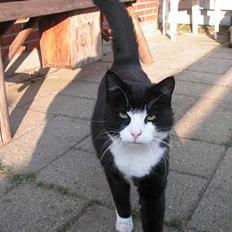 Huskat Oliver <3 hvil i fred :-*