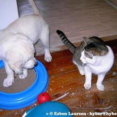 Blanding af racer Fritz