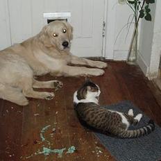 Blanding af racer Fritz