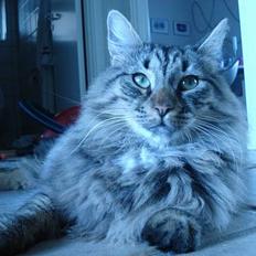 Norsk Skovkat Oliver