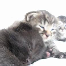Maine Coon ------