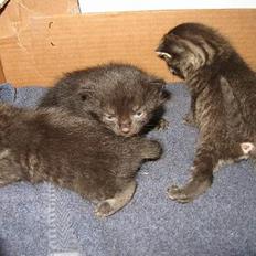 Maine Coon ------