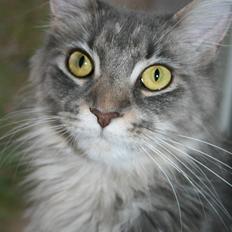 Maine Coon DK Dalibro's Stardust