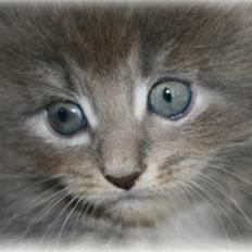 Maine Coon DK Dalibro's Stardust