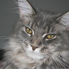 Maine Coon DK Dalibro's Stardust