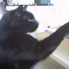 Huskat Fede (Død) :'(