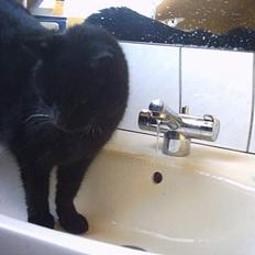 Huskat Fede (Død) :'(