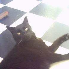 Huskat Fede (Død) :'(