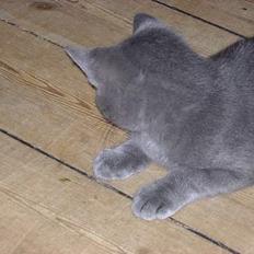 Huskat Mads