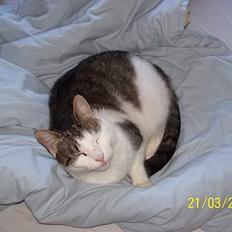 Blanding af racer bandit