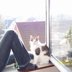 Blanding af racer bandit