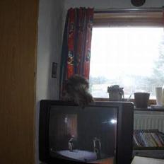 Maine Coon Axis mundi hambus 