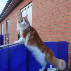 Maine Coon Cazzandra