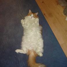 Maine Coon Cazzandra